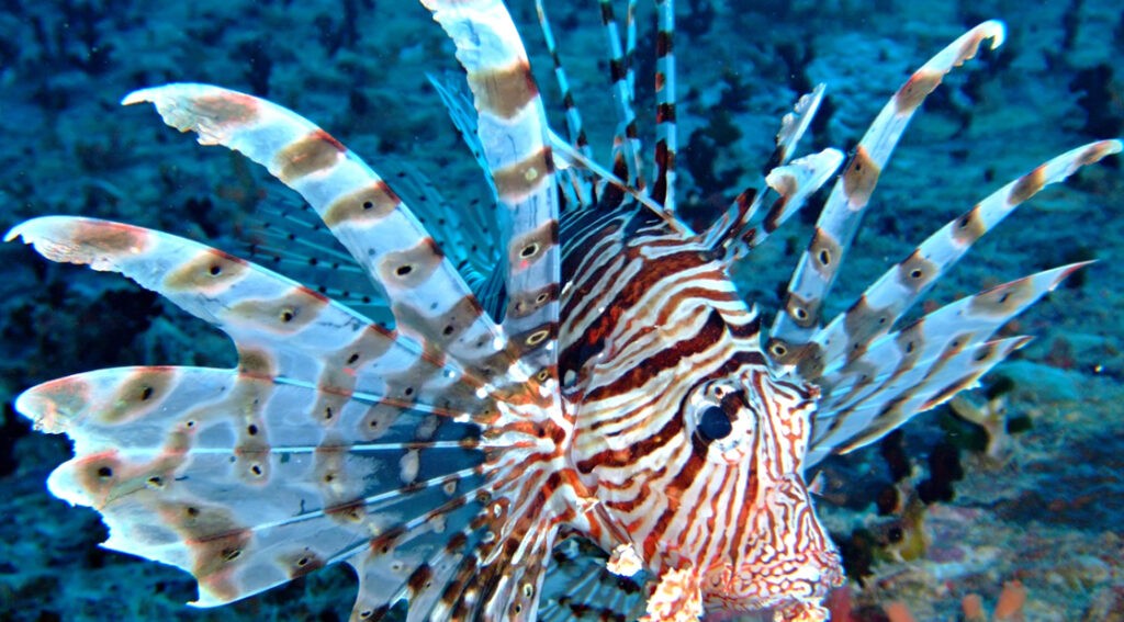 How Can a Slow-Moving Lionfish Beat Fast Prey?
