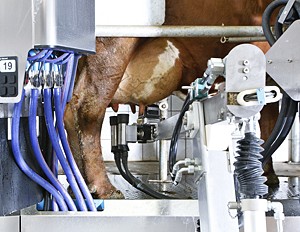 Robotics Milking Systems market Size,[PDF] Share and Trends forecast to 2031